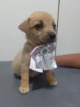 Cachorro raça SRD-ViraLata idade 2 a 6 meses nome BELLA
