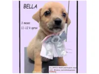 Cachorro raça SRD-ViraLata idade 2 a 6 meses nome BELLA