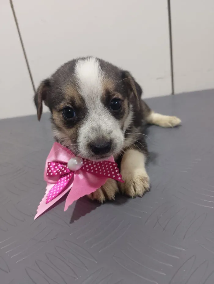 Cachorro raça SRD-ViraLata idade 2 a 6 meses nome CHARLOTTE