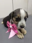 Cachorro raça SRD-ViraLata idade 2 a 6 meses nome CHARLOTTE