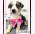 Cachorro raça SRD-ViraLata idade 2 a 6 meses nome CHARLOTTE