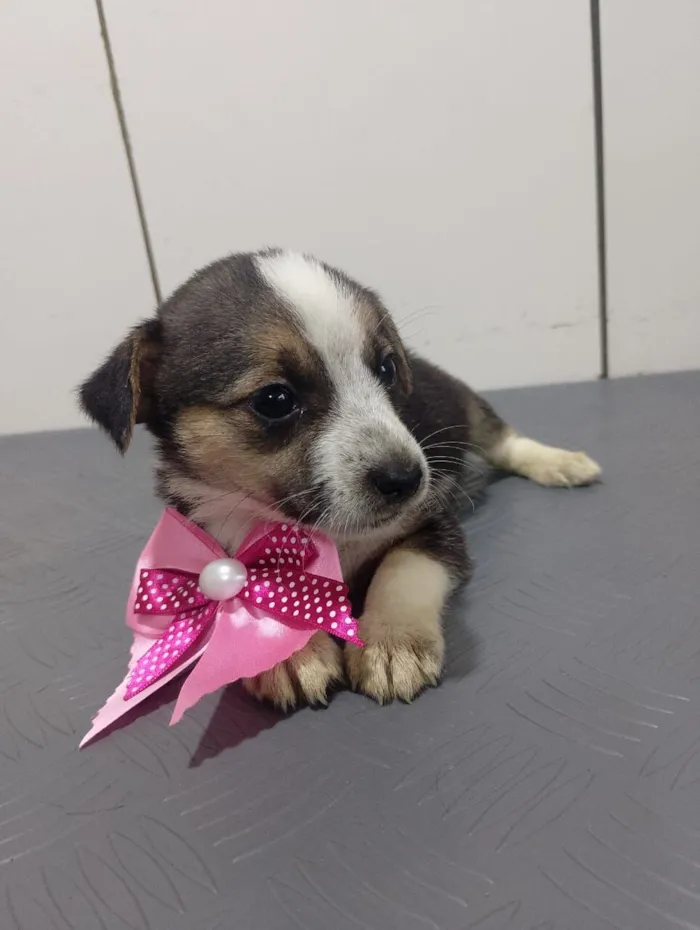 Cachorro raça SRD-ViraLata idade 2 a 6 meses nome CHARLOTTE