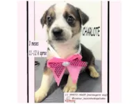 Cachorro raça SRD-ViraLata idade 2 a 6 meses nome CHARLOTTE