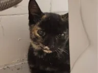 Gato raça SRD-ViraLata idade 2 a 6 meses nome Escaminha