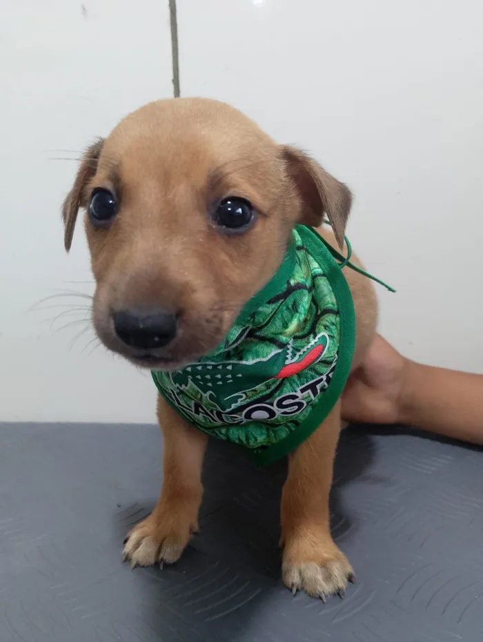 Cachorro raça SRD-ViraLata idade 2 a 6 meses nome FRED