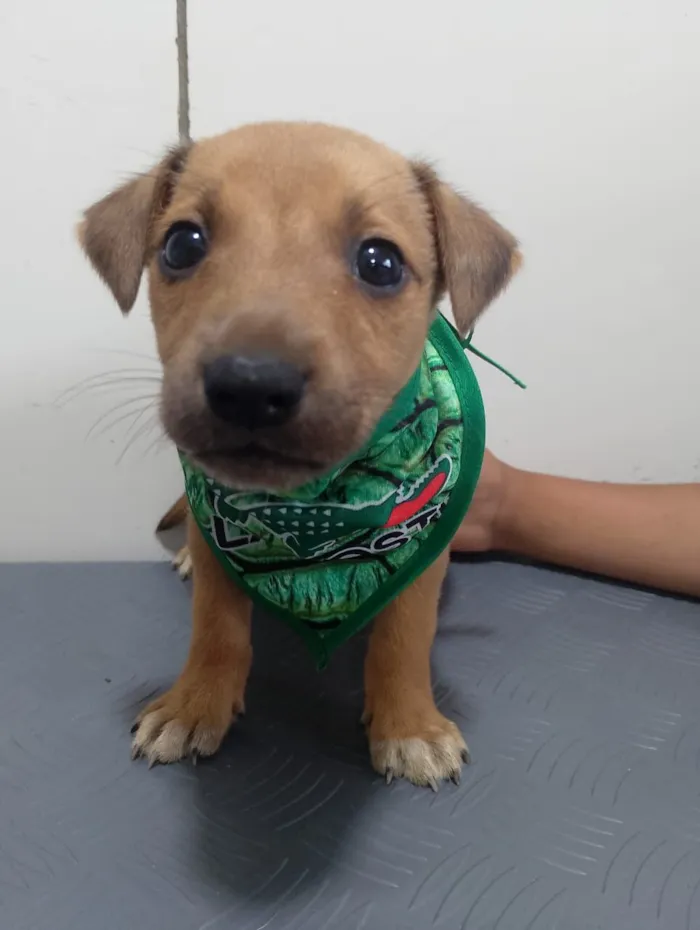 Cachorro raça SRD-ViraLata idade 2 a 6 meses nome FRED