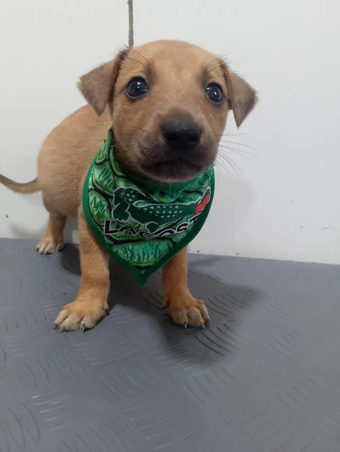 Cachorro raça SRD-ViraLata idade 2 a 6 meses nome FRED