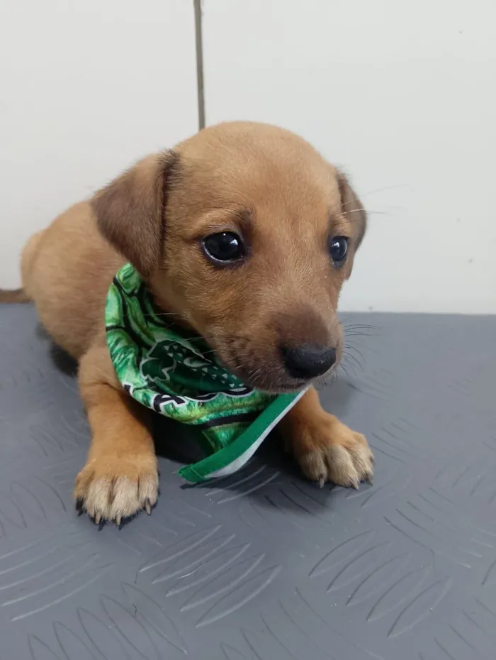 Cachorro raça SRD-ViraLata idade 2 a 6 meses nome FRED