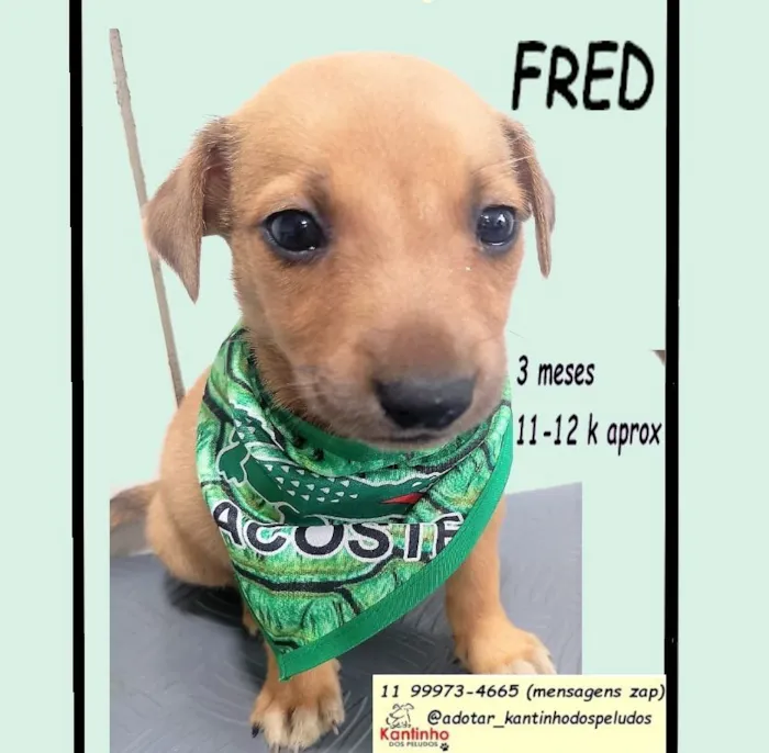 FRED
