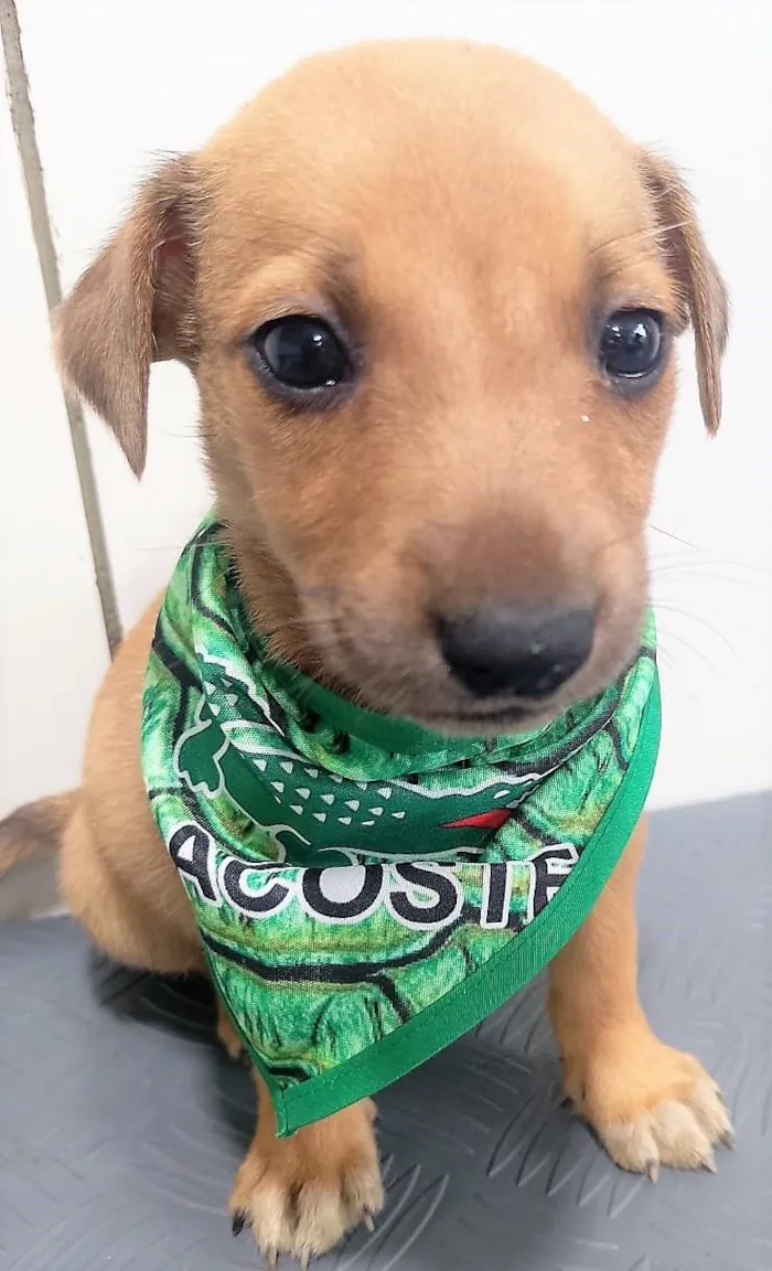 Cachorro raça SRD-ViraLata idade 2 a 6 meses nome FRED