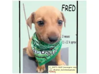 Cachorro raça SRD-ViraLata idade 2 a 6 meses nome FRED