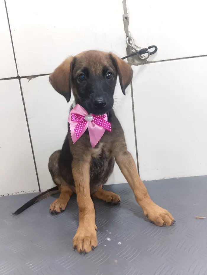 Cachorro raça SRD-ViraLata idade 2 a 6 meses nome GODIVA