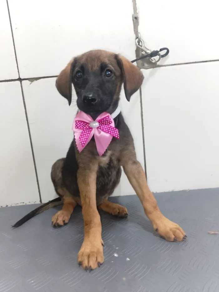 Cachorro raça SRD-ViraLata idade 2 a 6 meses nome GODIVA