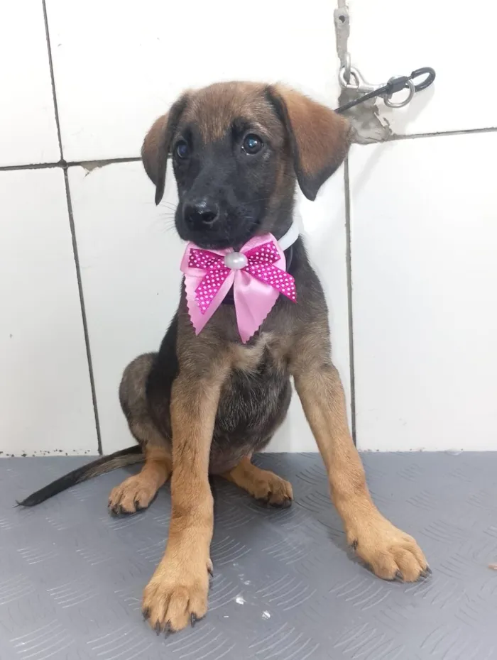 Cachorro raça SRD-ViraLata idade 2 a 6 meses nome GODIVA
