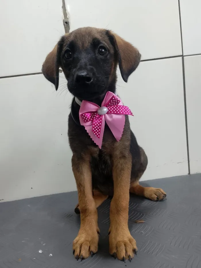 Cachorro raça SRD-ViraLata idade 2 a 6 meses nome GODIVA