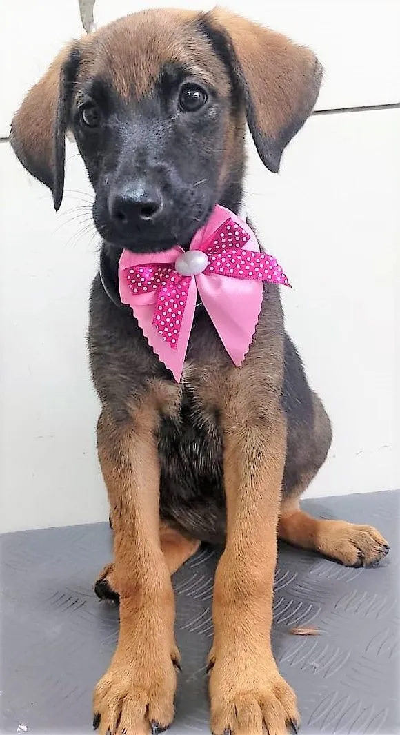 Cachorro raça SRD-ViraLata idade 2 a 6 meses nome GODIVA