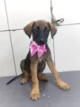 Cachorro raça SRD-ViraLata idade 2 a 6 meses nome GODIVA