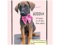 Cachorro raça SRD-ViraLata idade 2 a 6 meses nome GODIVA