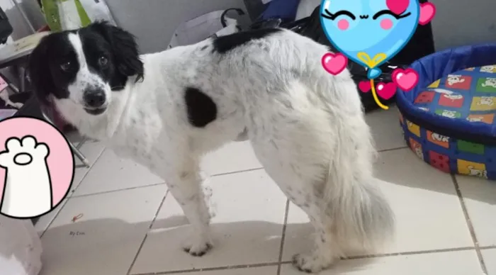 Cachorro raça SRD-ViraLata idade 2 anos nome Matuto