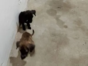 Cachorro raça SRD-ViraLata idade 2 a 6 meses nome Alexandre Magno