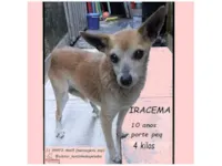 Cachorro raça SRD-ViraLata idade 6 ou mais anos nome IRACEMA