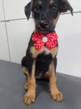 Cachorro raça SRD-ViraLata idade 2 a 6 meses nome JADE