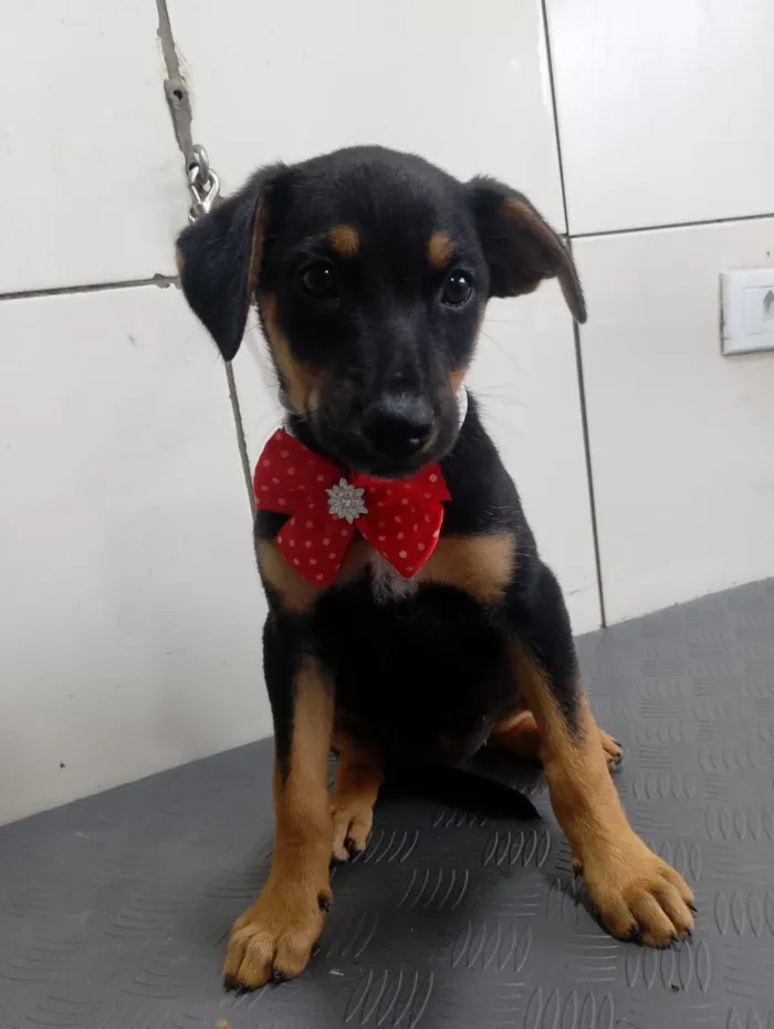 Cachorro raça SRD-ViraLata idade 2 a 6 meses nome JADE