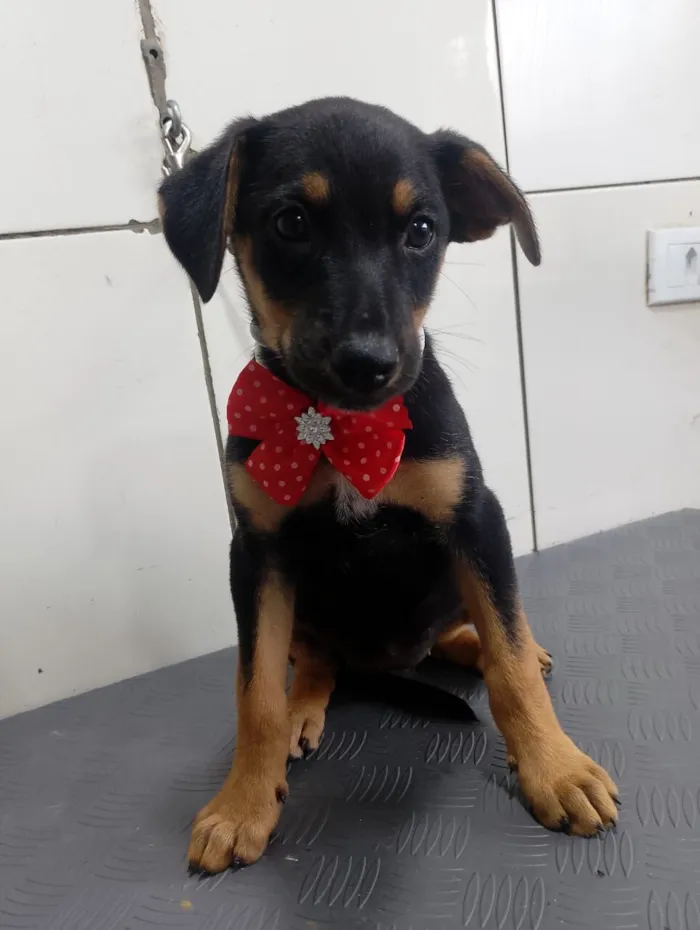 Cachorro raça SRD-ViraLata idade 2 a 6 meses nome JADE