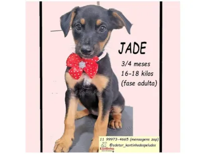Cachorro raça SRD-ViraLata idade 2 a 6 meses nome JADE