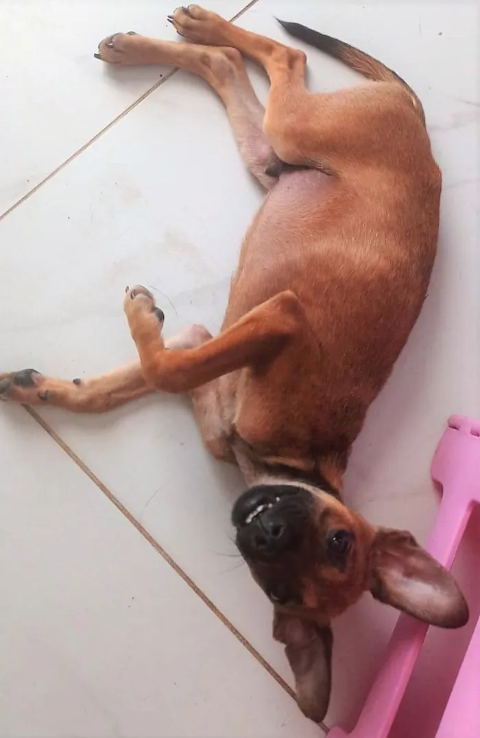Cachorro raça SRD-ViraLata idade 2 a 6 meses nome JERRY