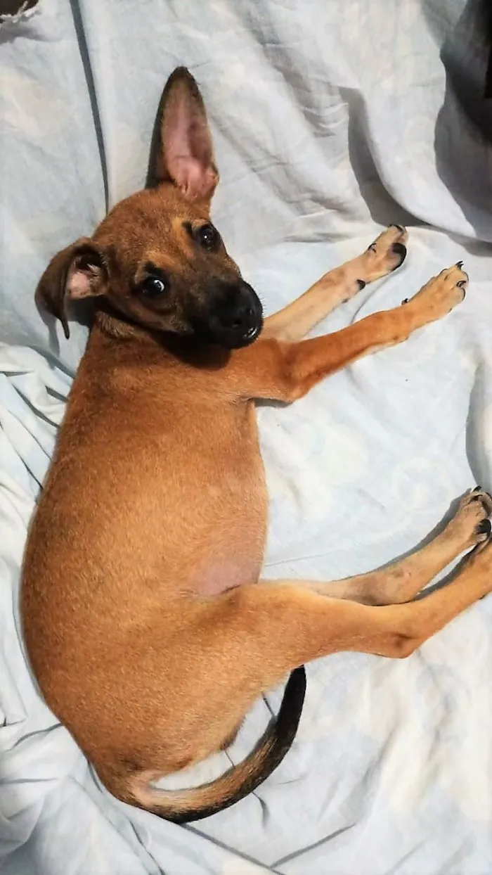 Cachorro raça SRD-ViraLata idade 2 a 6 meses nome JERRY