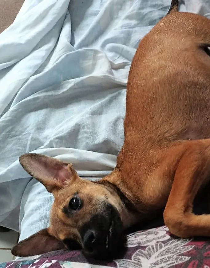 Cachorro raça SRD-ViraLata idade 2 a 6 meses nome JERRY