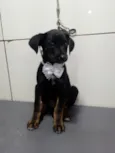 Cachorro raça SRD-ViraLata idade 2 a 6 meses nome KIRA