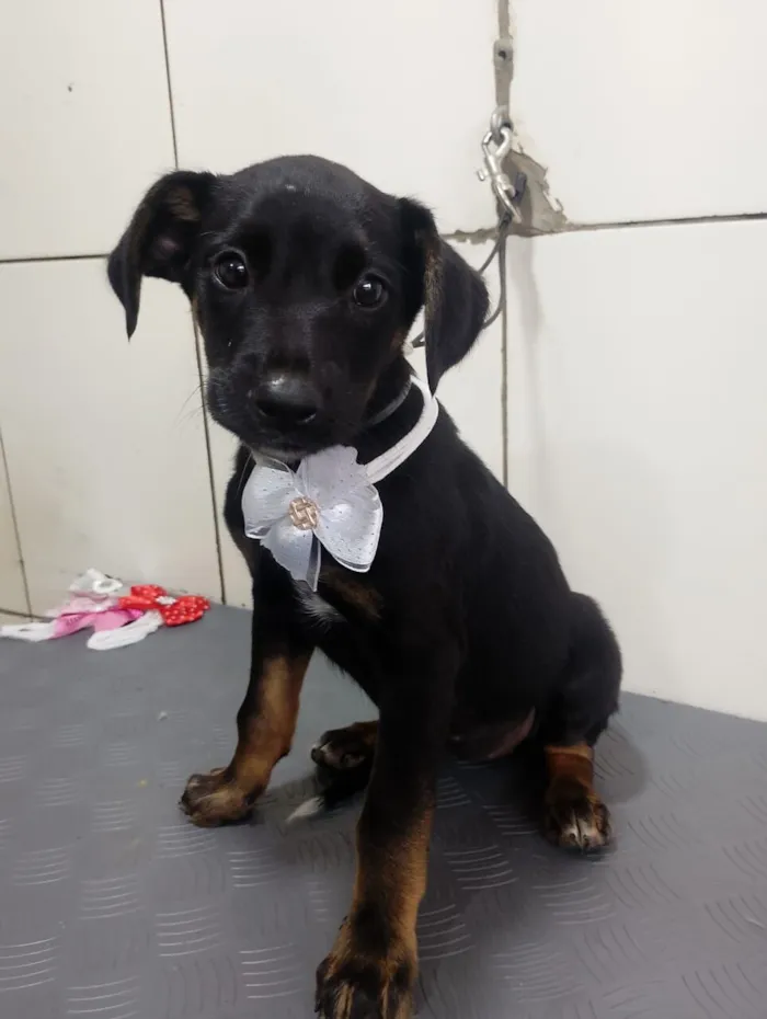 Cachorro raça SRD-ViraLata idade 2 a 6 meses nome KIRA
