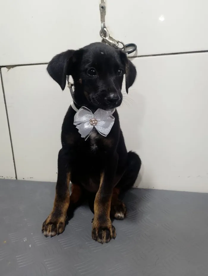 Cachorro raça SRD-ViraLata idade 2 a 6 meses nome KIRA