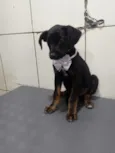 Cachorro raça SRD-ViraLata idade 2 a 6 meses nome KIRA