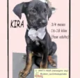 Cachorro raça SRD-ViraLata idade 2 a 6 meses nome KIRA
