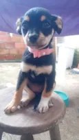 Cachorro raça SRD-ViraLata idade 2 a 6 meses nome LILI
