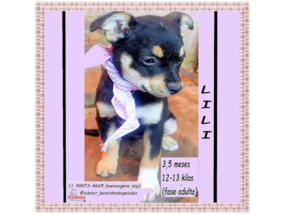 Cachorro raça SRD-ViraLata idade 2 a 6 meses nome LILI