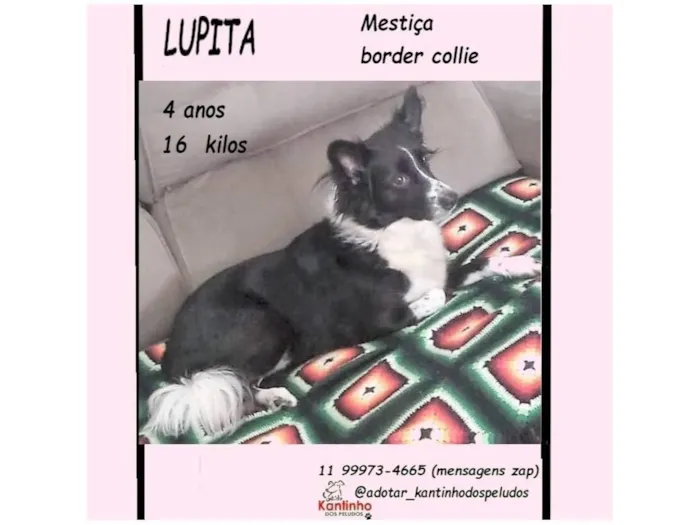 Cachorro raça SRD-ViraLata idade 4 anos nome LUPITA