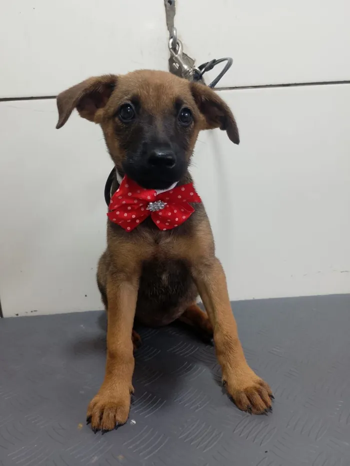 Cachorro raça SRD-ViraLata idade 2 a 6 meses nome MAYA