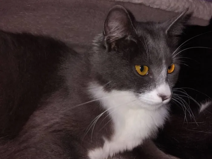 Gato raça SRD-ViraLata idade 1 ano nome Inox