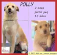 Cachorro raça SRD-ViraLata idade 3 anos nome POLLY  MARIA