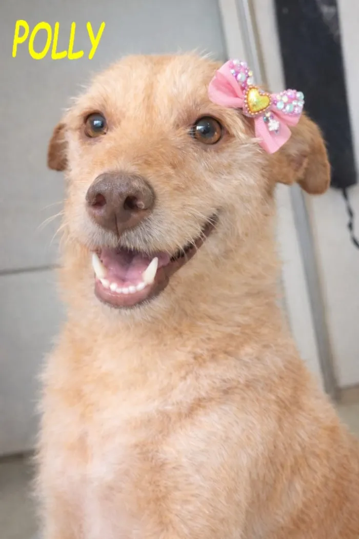 Cachorro raça SRD-ViraLata idade 3 anos nome POLLY  MARIA