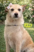 POLLY  MARIA