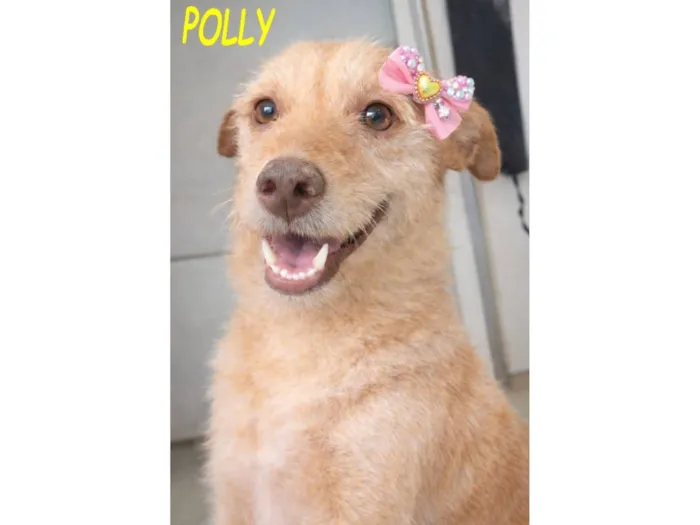 Cachorro raça SRD-ViraLata idade 3 anos nome POLLY  MARIA