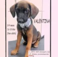 Cachorro raça SRD-ViraLata idade 2 a 6 meses nome VALENTINA