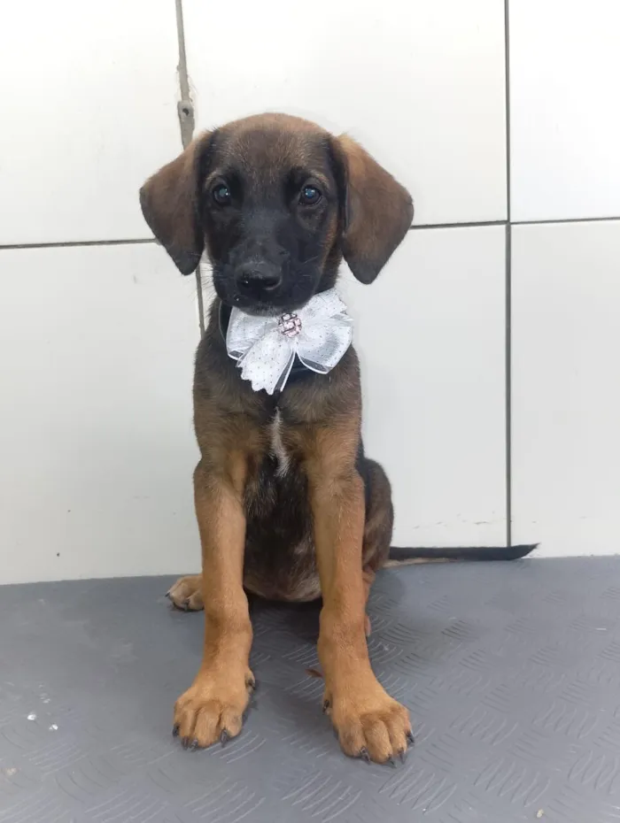 Cachorro raça SRD-ViraLata idade 2 a 6 meses nome VALENTINA