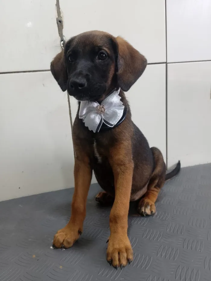 Cachorro raça SRD-ViraLata idade 2 a 6 meses nome VALENTINA