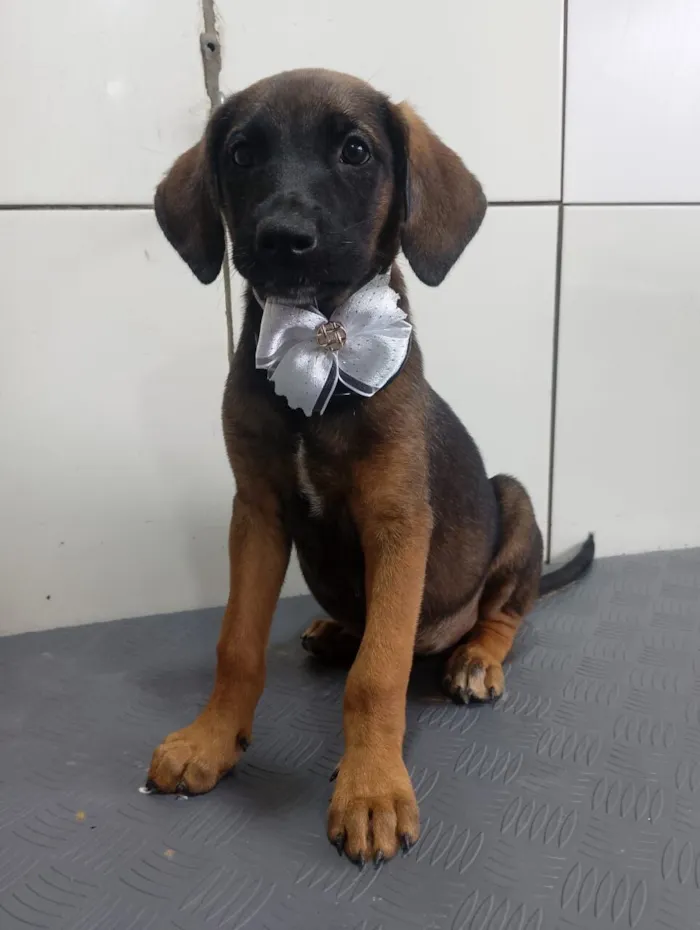 Cachorro raça SRD-ViraLata idade 2 a 6 meses nome VALENTINA